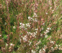 Kunzea linearis