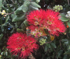 Metrosideros kermadecensis