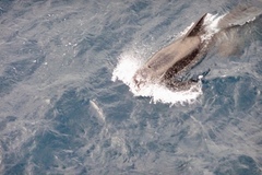 Globicephala