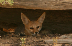 Vulpes chama