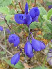 Polygala microphylla