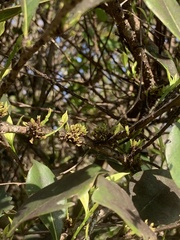 Zanthoxylum fagara
