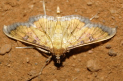 Ategumia ebulealis