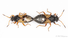 Acompus rufipes