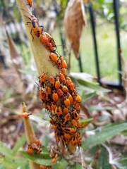 Oncopeltus fasciatus