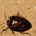 Rhyssocephala rufonotata - Photo 由 Erick Noe Tapia Banda 所上傳的 (c) Erick Noe Tapia Banda，保留部份權利CC BY-NC