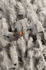 Pseudomethoca oceola