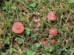 Calocybe carnea
