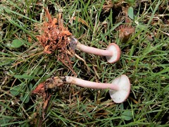 Calocybe carnea