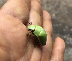 Pelidnota prasina