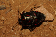 Rhyssocephala rufonotata