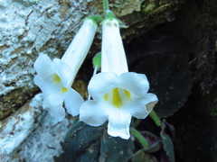 Smithiantha multiflora