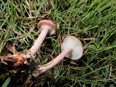 Calocybe carnea