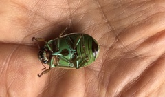 Pelidnota prasina