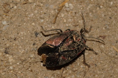 Rhyssocephala rufonotata