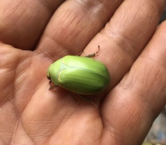 Pelidnota prasina