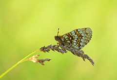 Melitaea aurelia