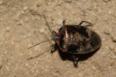 Rhyssocephala rufonotata