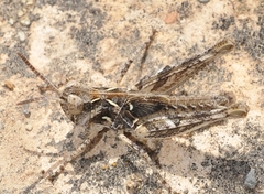 Dociostaurus jagoi occidentalis