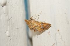 Ommatospila narcaeusalis