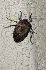 Rhyssocephala rufonotata