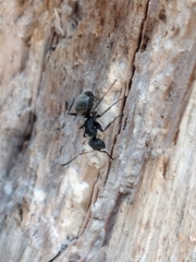 Camponotus mus