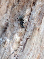 Camponotus mus