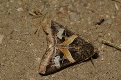 Melipotini