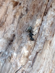 Camponotus mus