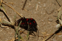 Rhyssocephala rufonotata