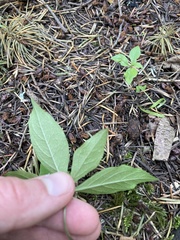 Lysimachia latifolia