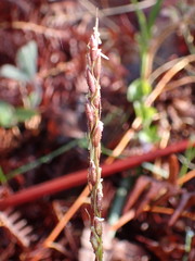 Oryzopsis asperifolia