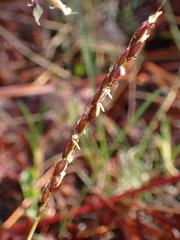 Oryzopsis asperifolia