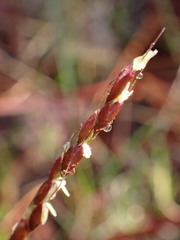 Oryzopsis asperifolia