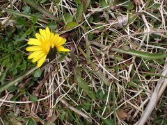 Taraxacum palustre