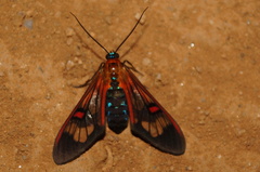 Cosmosoma teuthras