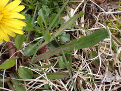 Taraxacum palustre