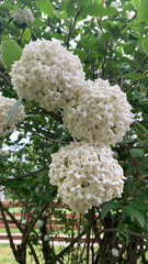 Viburnum carlcephalum