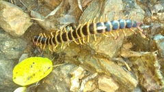 Scolopendra gigantea