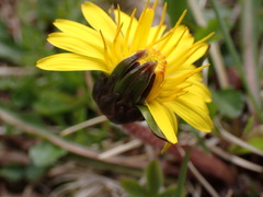Taraxacum palustre