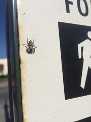 Menemerus bivittatus