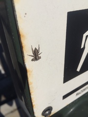 Menemerus bivittatus