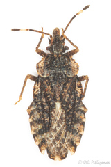 Aradus ribauti