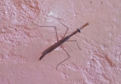 Bistanta mexicana