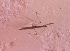 Bistanta mexicana