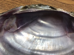 Potamilus amphichaenus