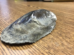 Potamilus amphichaenus