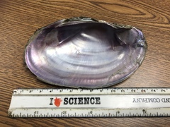 Potamilus amphichaenus