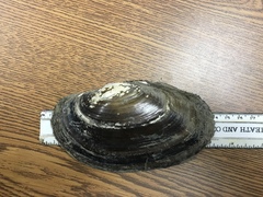 Potamilus amphichaenus