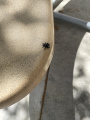 Phidippus audax